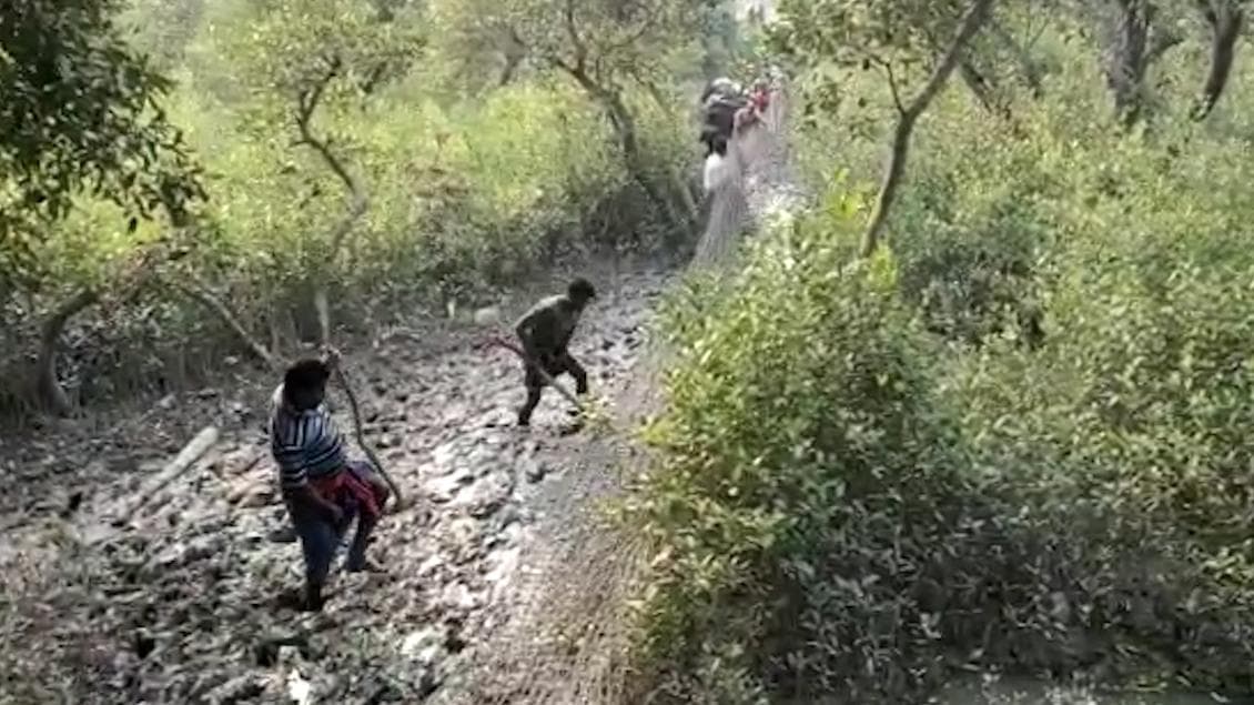 Kultali Tiger : কুলতলিতে বাঘের হানায় জখম এক গ্রামবাসী