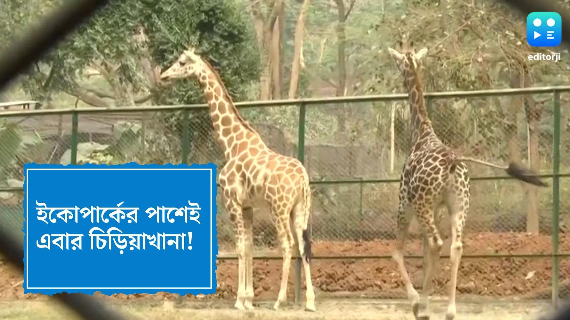 New Zoo in Kolkata: ইকোপার্কের পাশেই এবার গড়ে উঠছে নতুন চিড়িয়াখানা, ঘুম ভাঙবে পাখিদের কলকাকলিতে