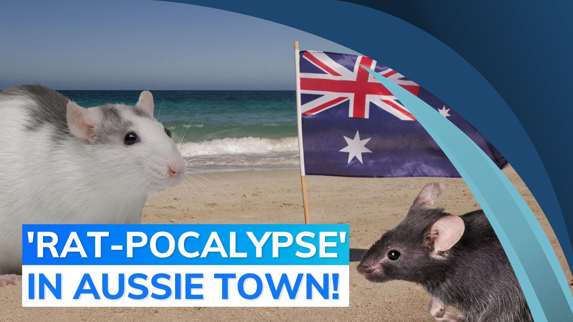Australian town overrun by plague of 'cannibal' rats