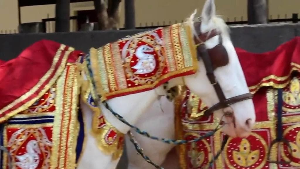 The Internet is divided on PETA India's take on using horses at weddings