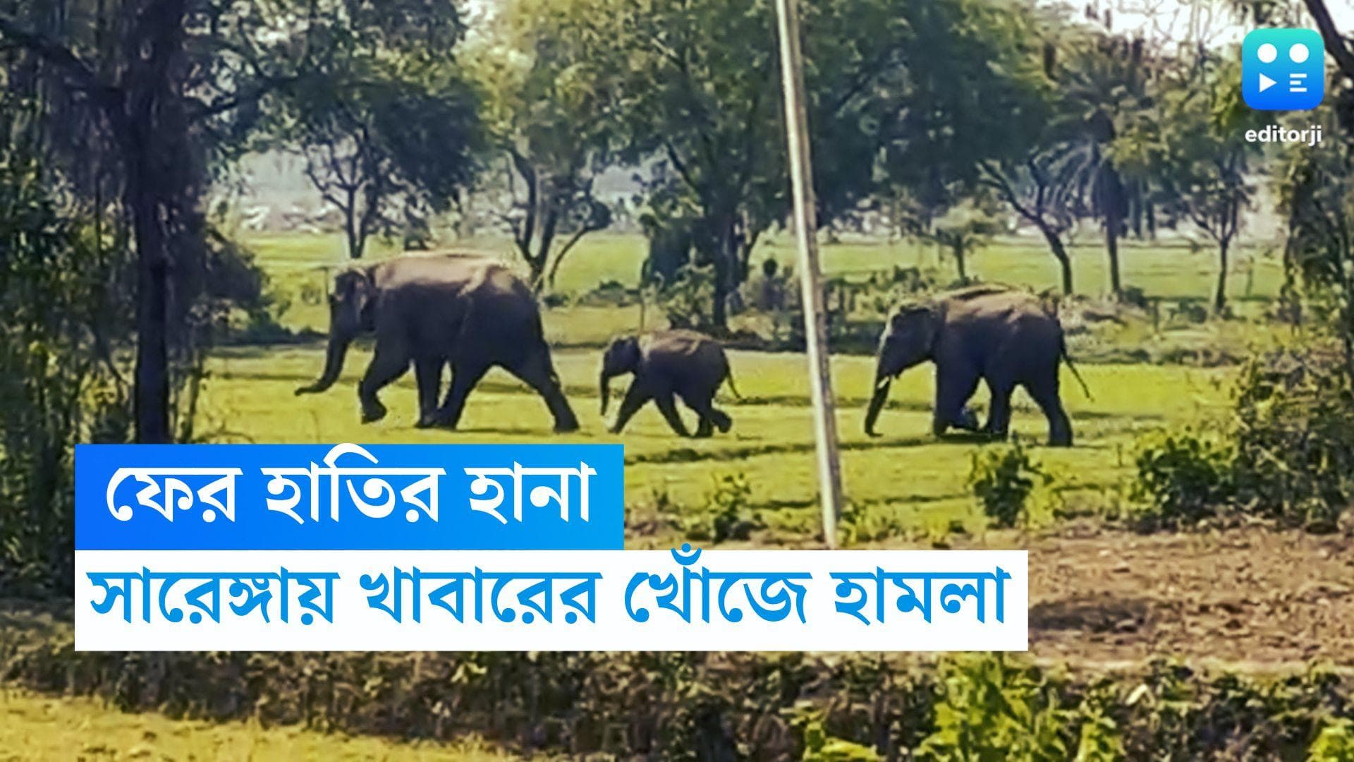 Bankura Elephant Attack: খাবারের খোঁজে লোকালয়ে গজরাজ, সারেঙ্গার ঘটনায় ঘুম উড়ল প্রশাসনের