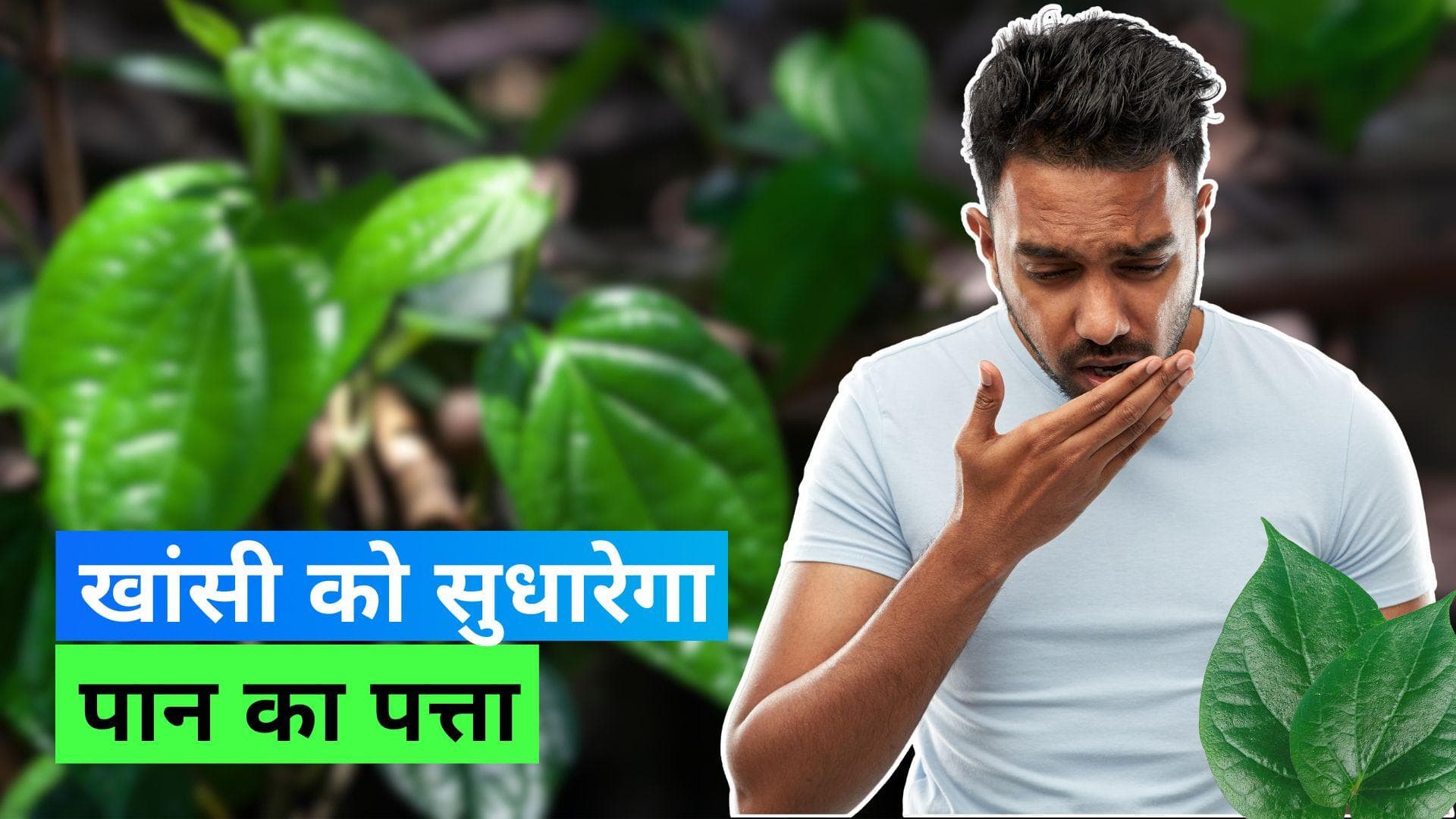 Cough Remedy: खांसी और गले में लगातार बन रहे बलगम से परेशान हैं तो पान का पत्ता आएगा काम 