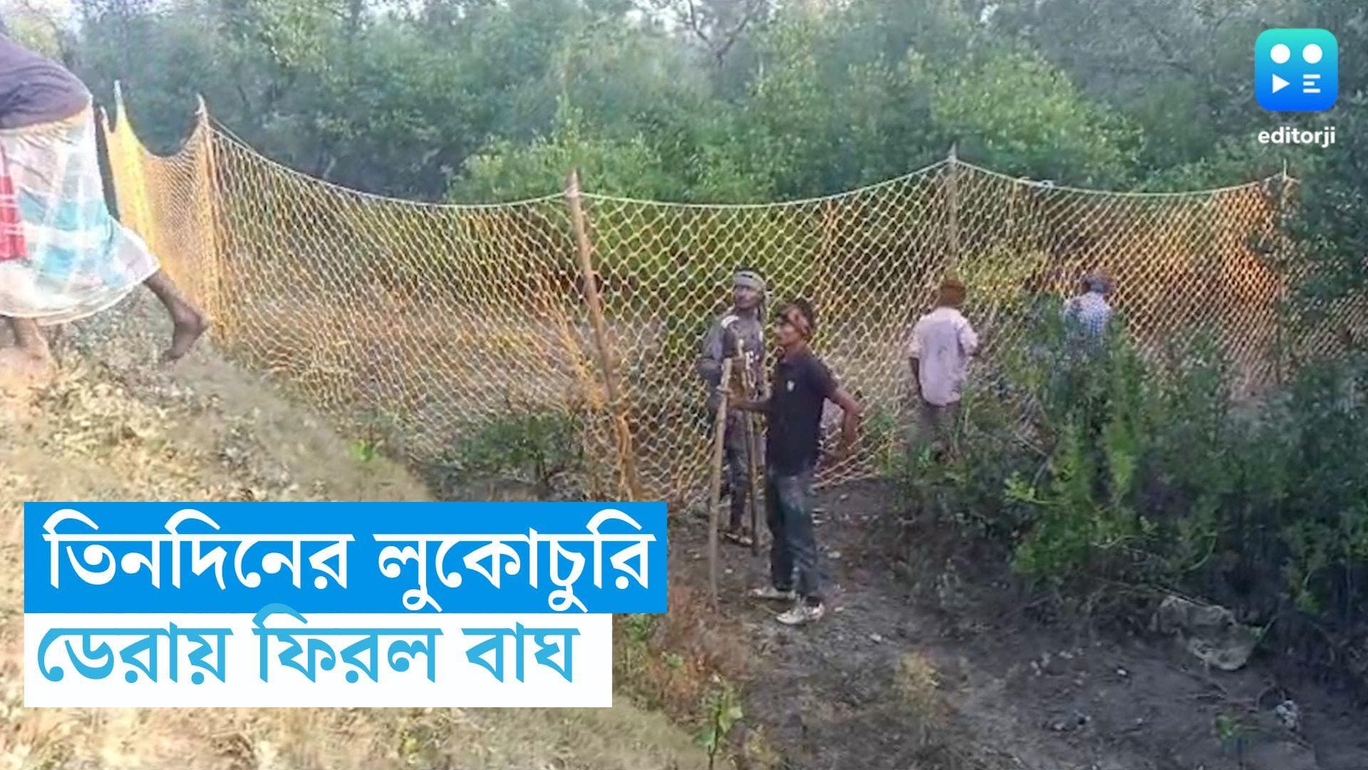 Sundarban Tiger: ফাঁদে ধরা দেয়নি, তিনদিন পর নিজেই জঙ্গলে ফিরল বাঘ