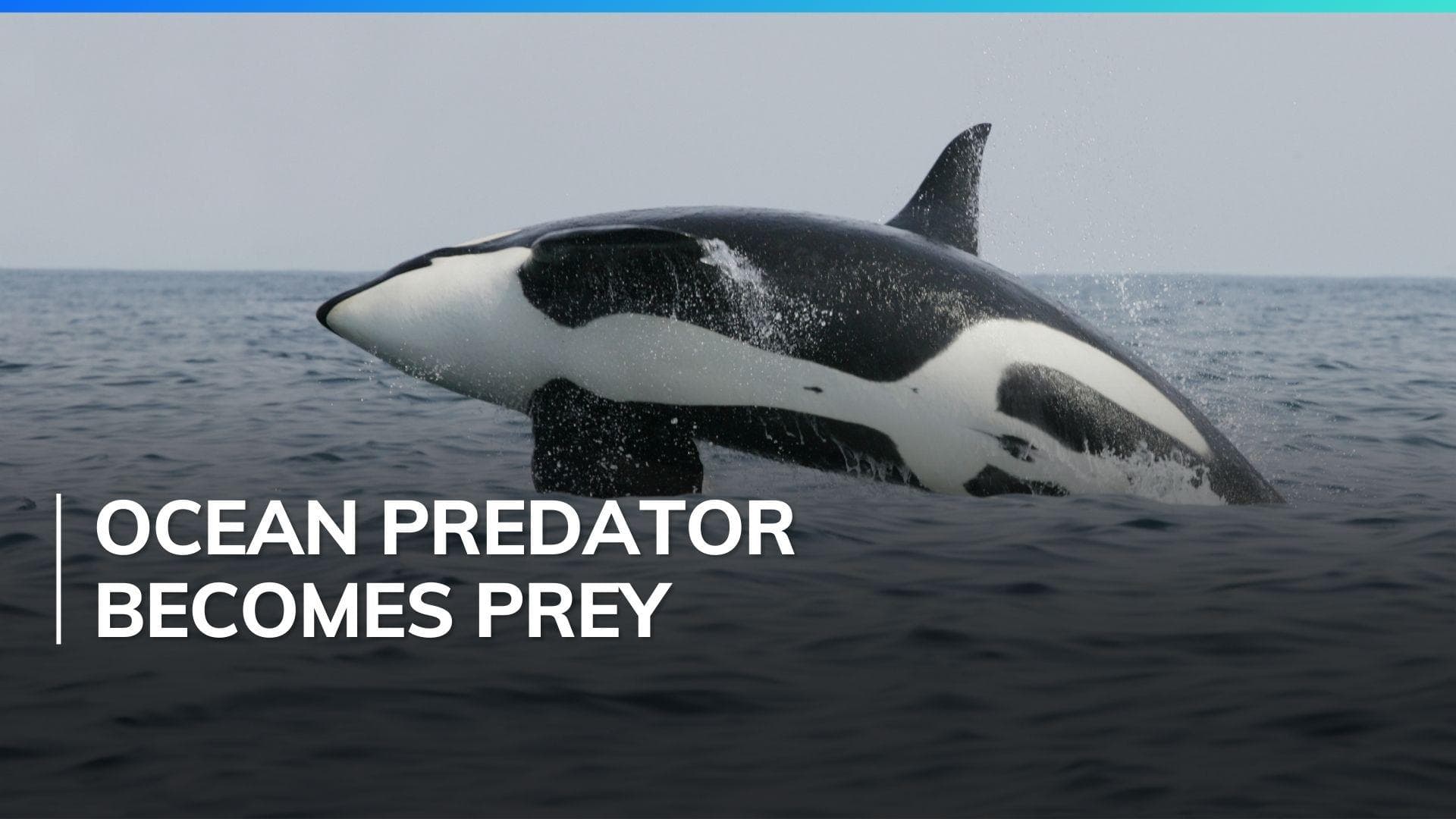 Orca terror in South Africa: killer whale mauls great white shark in minutes