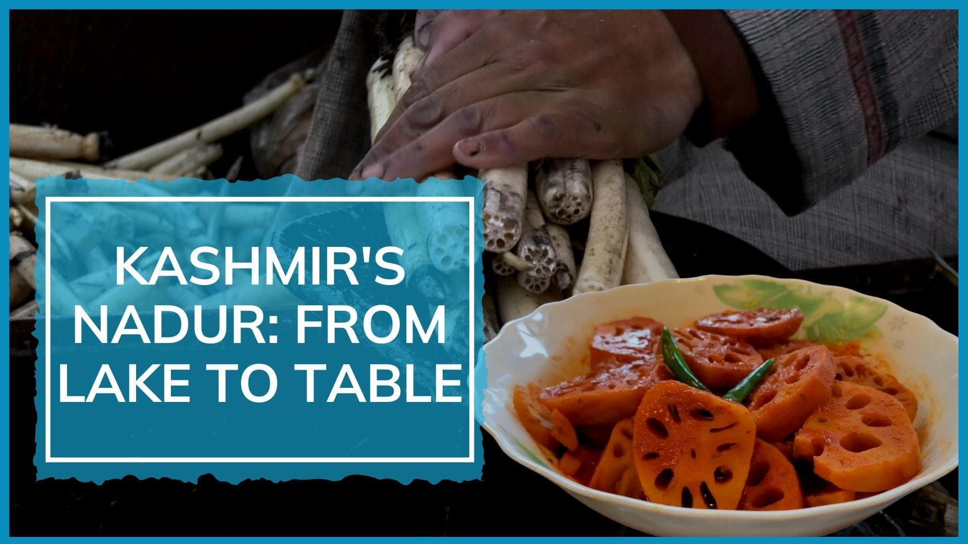 Kashmir's 'white gold': Watch how 'nadur' or lotus stem is harvested