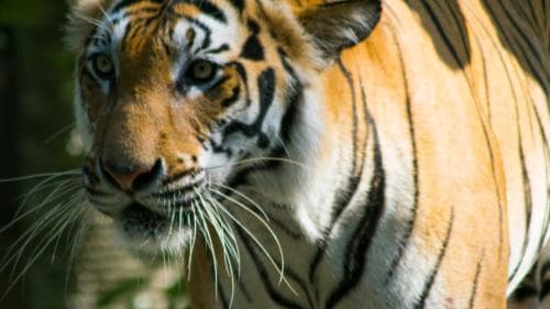 Delhi Zoo gets a Royal Bengal tigress from Kanpur for conservation