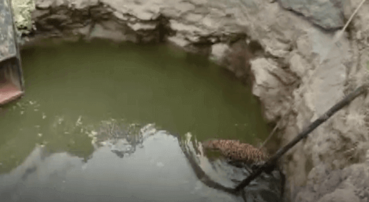 पुणे के शिरूर में कुएं में गिरे तेंदुए को सुरक्षित निकाला गया