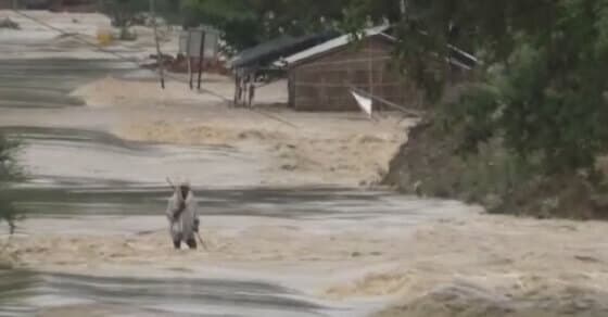 नेपाल में भारी बारिश से बिहार परेशान, बाढ़ से अबतक 174 मौत