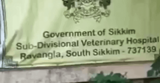 WATCH: Sikkim man recounts pet dog’s death due to vet’s neglect