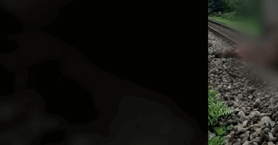 Wild elephant hit by moving train in north Bengal, critically hurt