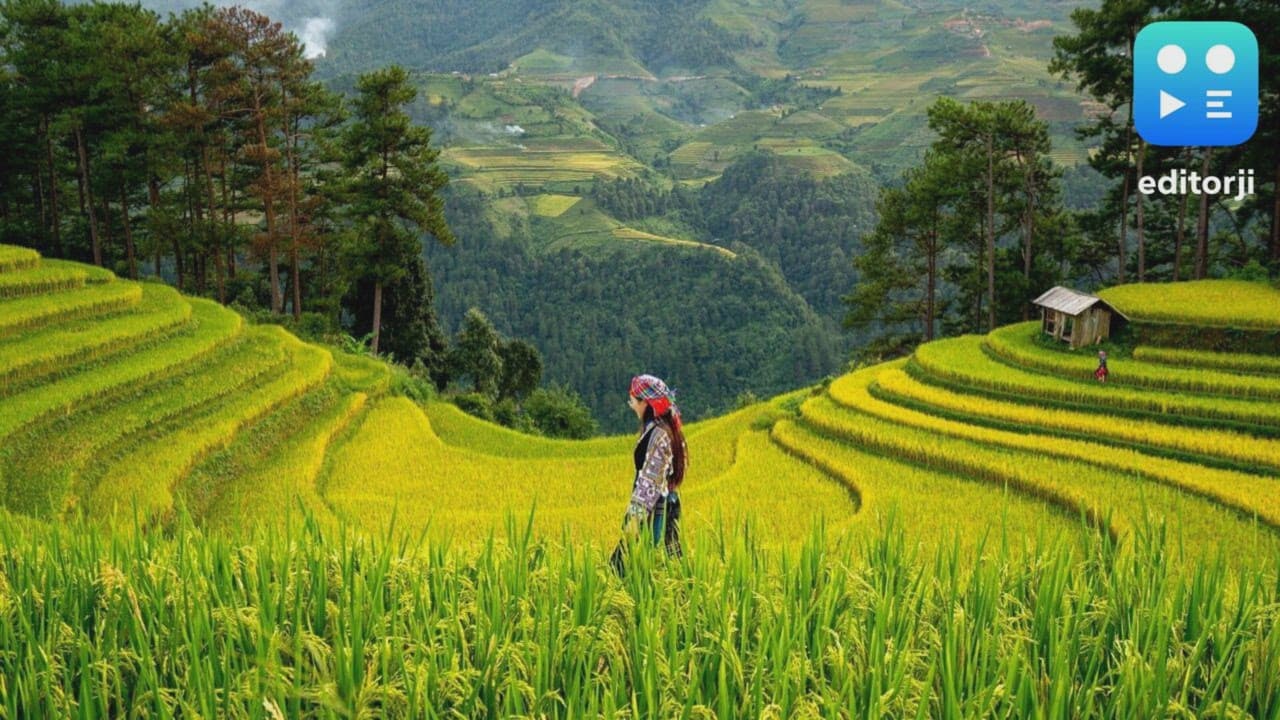 Climate Change Raises Arsenic in Rice and Cancer Risks