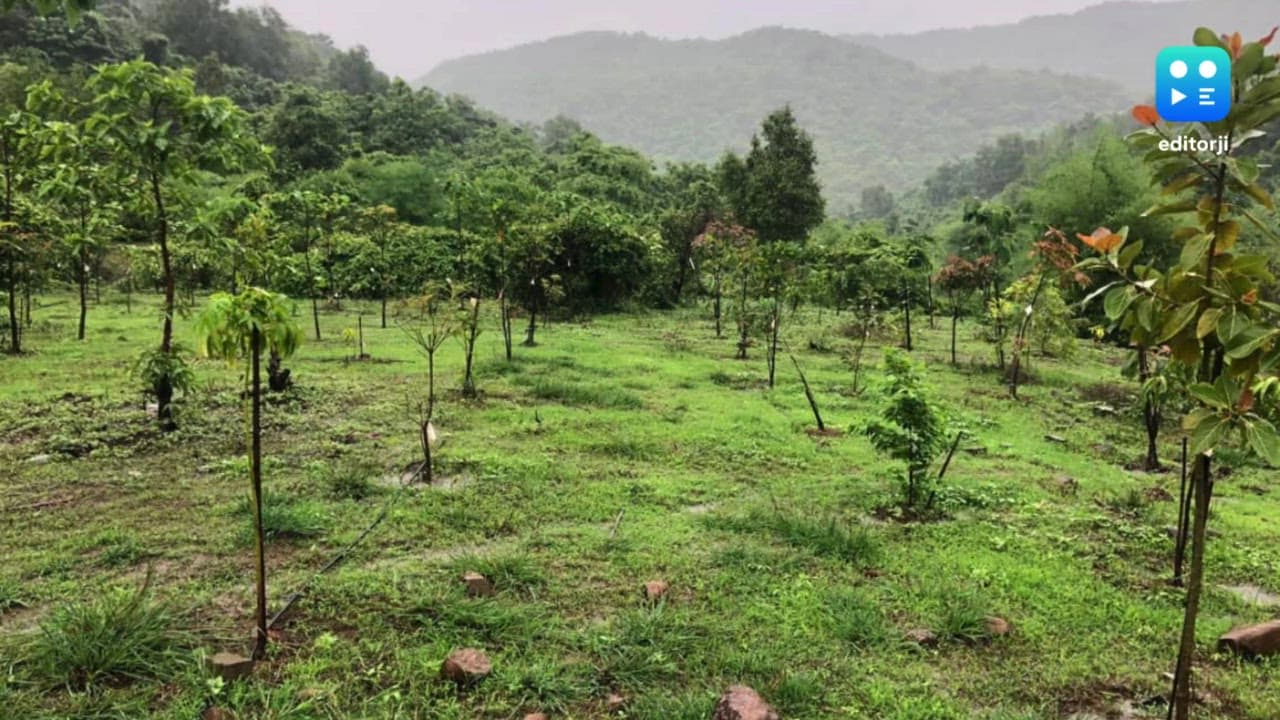 India planted 1.78 lakh ha under CAMPA in 2019-2023; gaps in fund use: Report