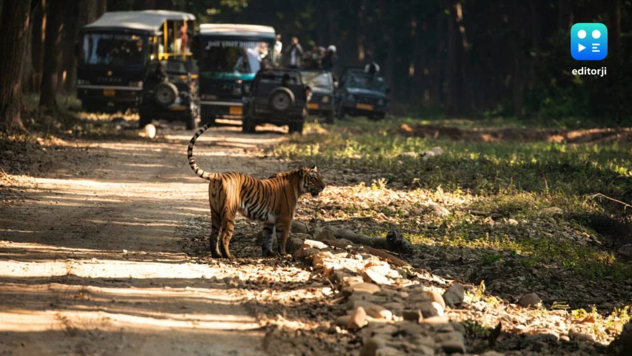 Rajasthan: Twenty tourists stranded in Ranthambore as safari vehicle breaks down
