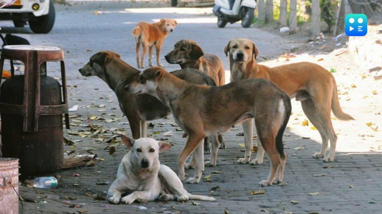 UP govt releases updated circular to address issue of stray dog bites
