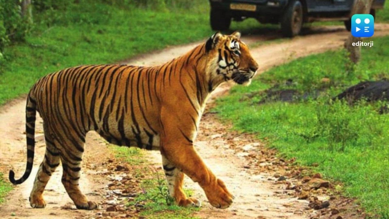 Chhattisgarh tiger count leaps from 17 to 35 in three years; wildlife conservation priority, says CM Sai