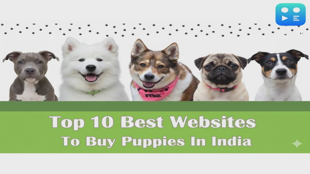 Top 10 Best Websites to Buy Puppies in India 