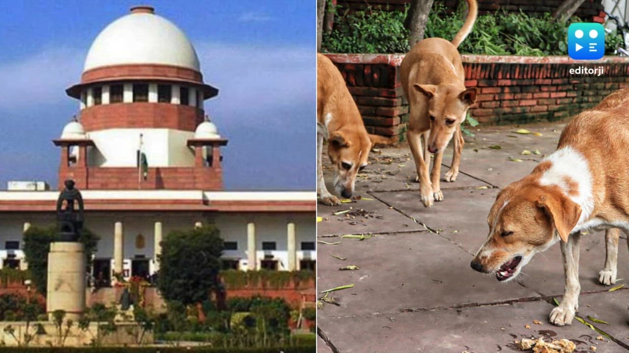 SC summons chief secretaries of states, UTs over missing compliance affidavits in stray dogs case