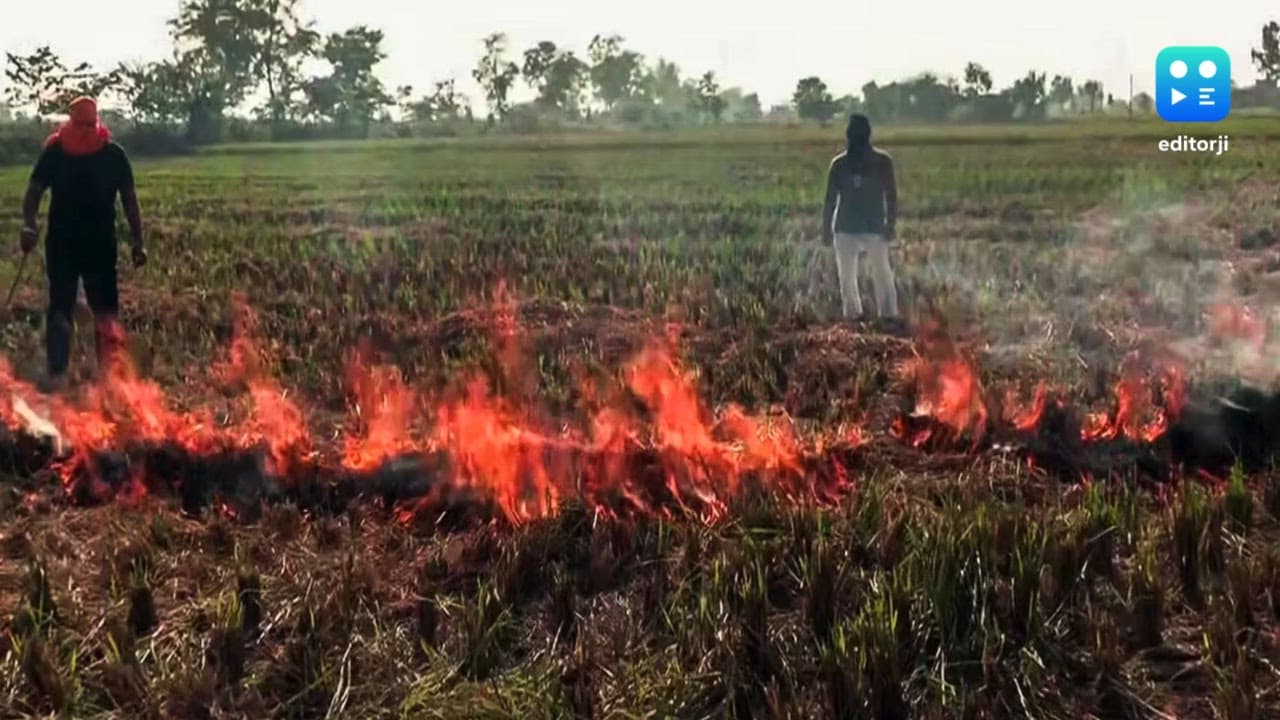 Punjab: 122 stubble burning incidents on Sunday mark highest single-day spike this season