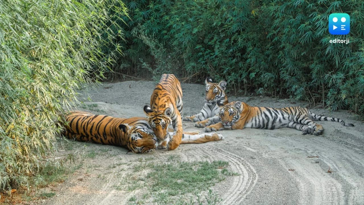 SC directs Uttarakhand govt to take steps to restore Corbett Tiger Reserve