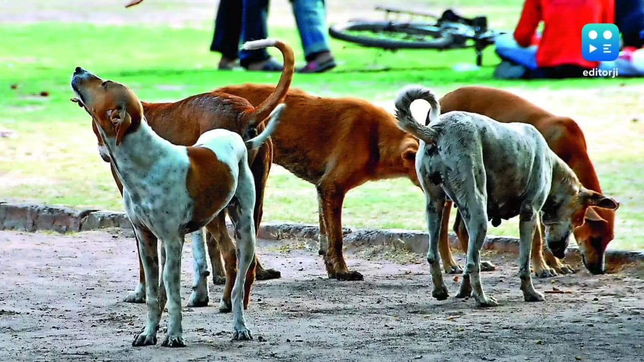 No role given to school teachers in matters related to stray dogs: Delhi education minister