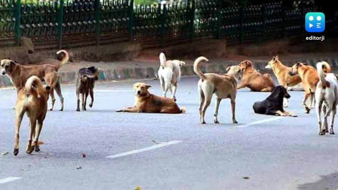 Stray dogs issue: Delhi Police files FIR after govt accuses AAP of spreading misinformation