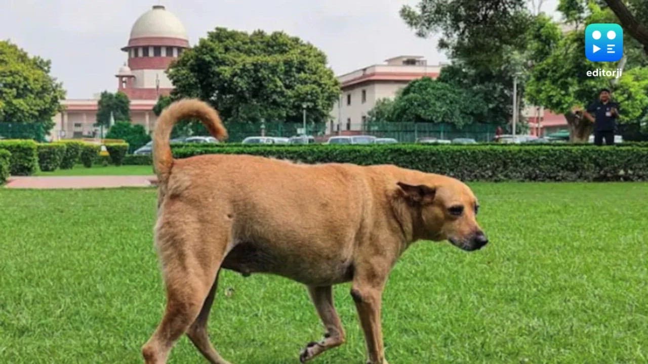 Stray dogs case: Not directed removal of every dog from streets, says SC