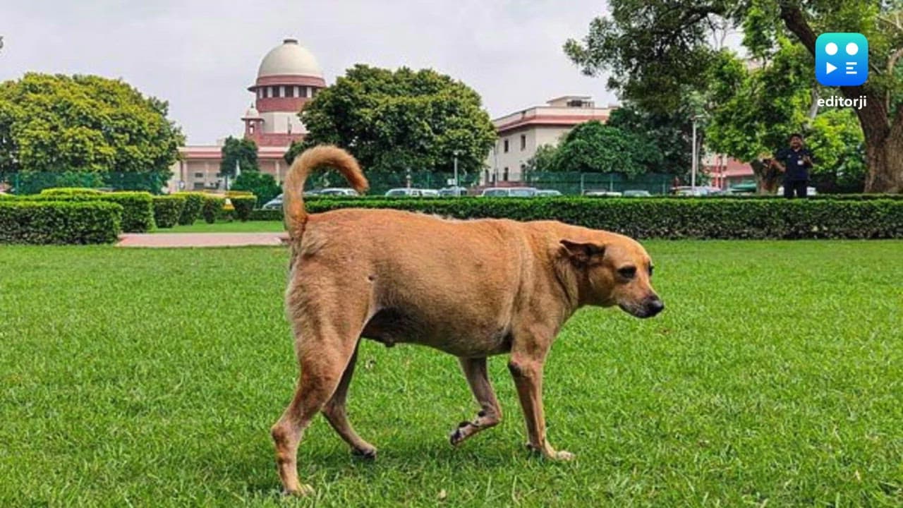 Supreme Court warns states of heavy compensation over dog-bite incidents, feeders to be held accountable