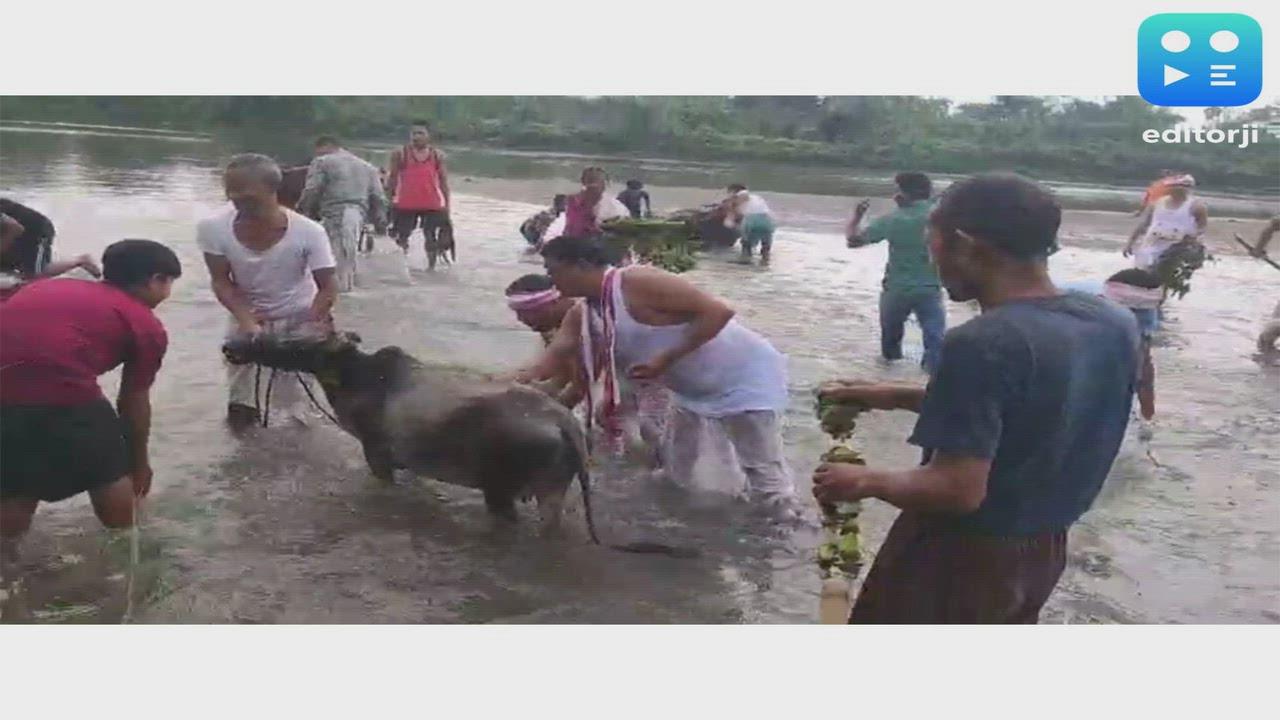 Assam begins week-long Rongali Bihu celebrations with traditional Goru Bihu 
