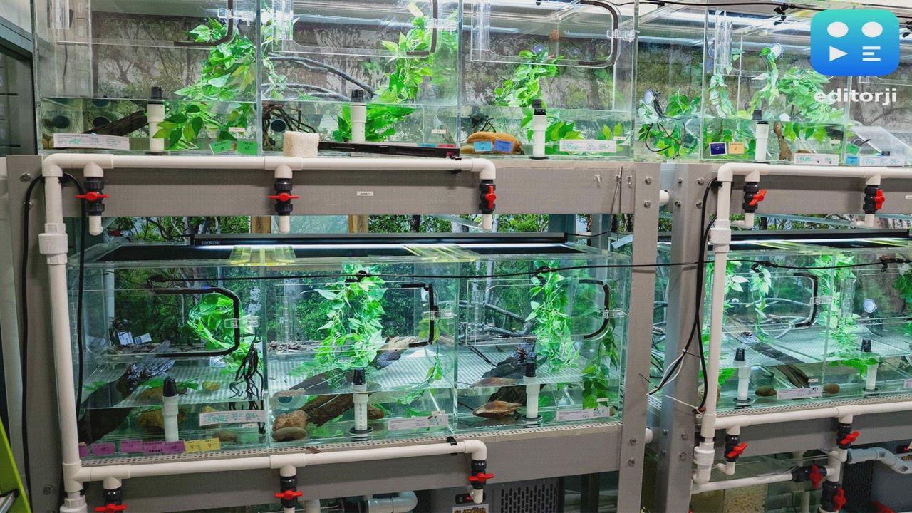 World first for endangered frogs facing extinction