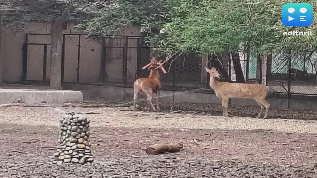 Beat the heat: Lucknow Zoo rolls out coolers, sprinklers, and fruit diets as temperatures soar