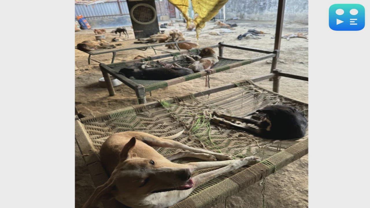 LOKI Animal Shelter Helps Rescue Over 3000 Injured Animals Through Free Ambulance and Treatment Initiative