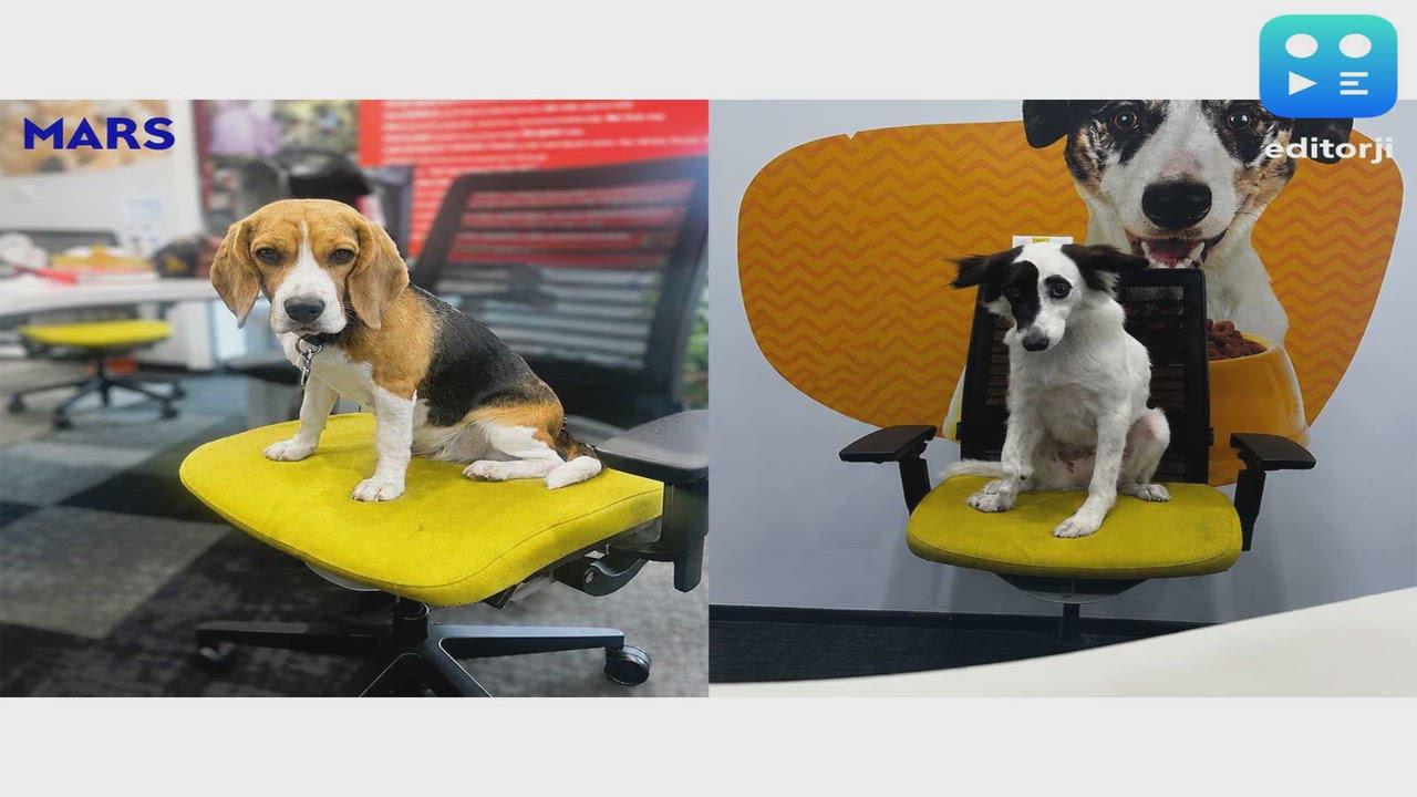 Pets Are Shaping Workplace Culture at Mars Pet Nutrition India