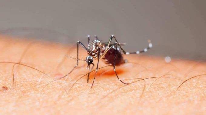 Zika Virus: कानपुर में मिले 10 और नए मामले, शहर में कुल 89 लोग संक्रमित