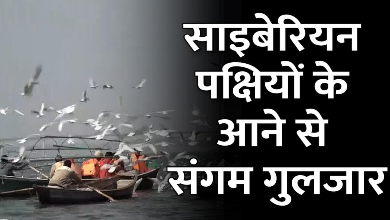 Prayagraj: साइबेरियन पक्षियों के आने से प्रयागराज का संगम गुलजार, देखें वीडियो