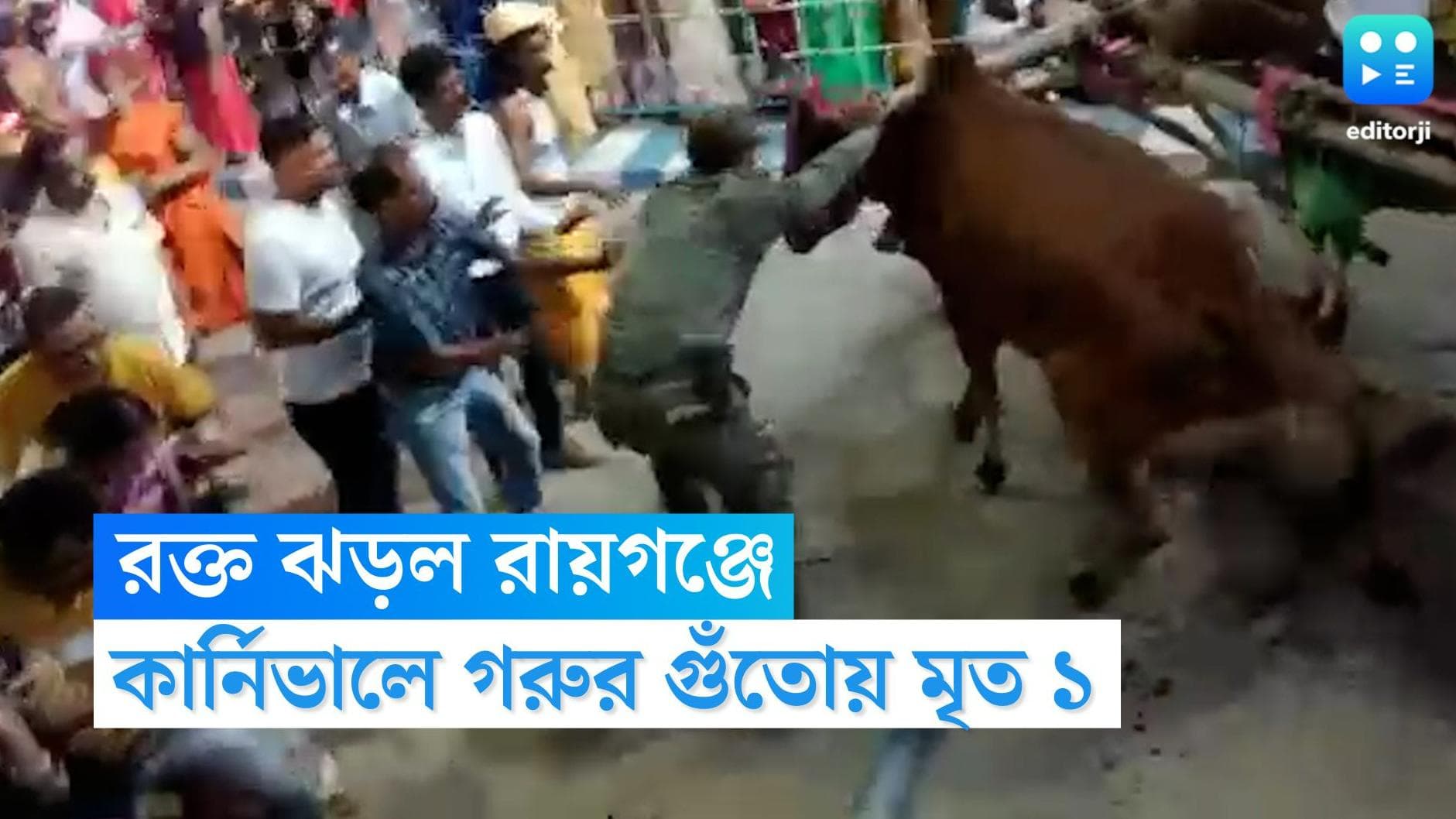 Raiganj News : রক্ত ঝড়ল রায়গঞ্জের কার্নিভালে, গরুর হামলায় মৃত এক, জখম আট