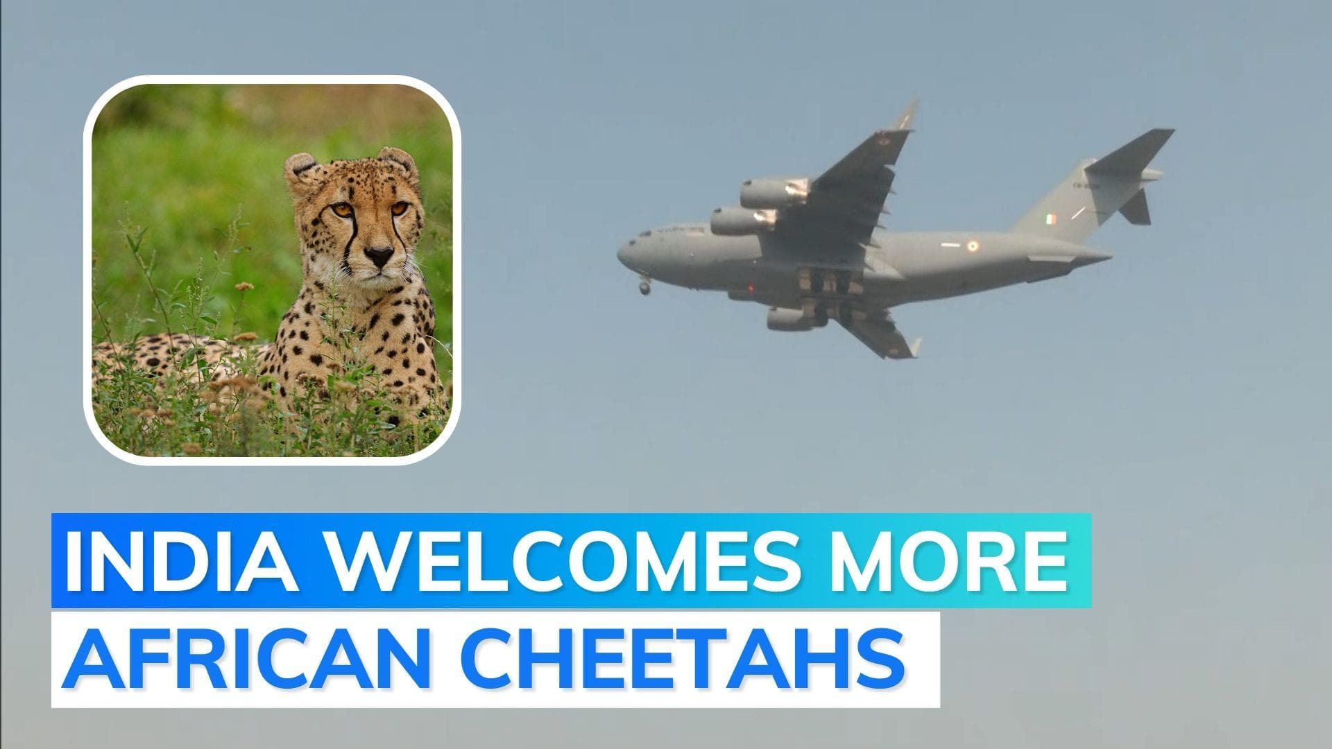 Watch: 12 cheetahs from South Africa arrive in Gwalior 