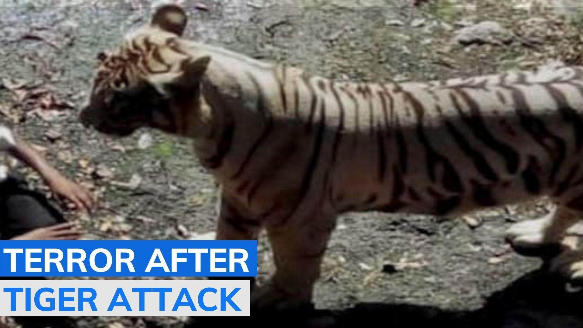 Tiger attacks, kills man in front of wife, mother in Maharashtra; villagers in panic, threaten agitation