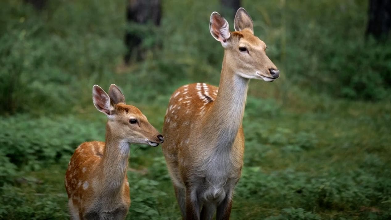 Coronavirus spread among deer in US causes concern over new Covid-19 variants