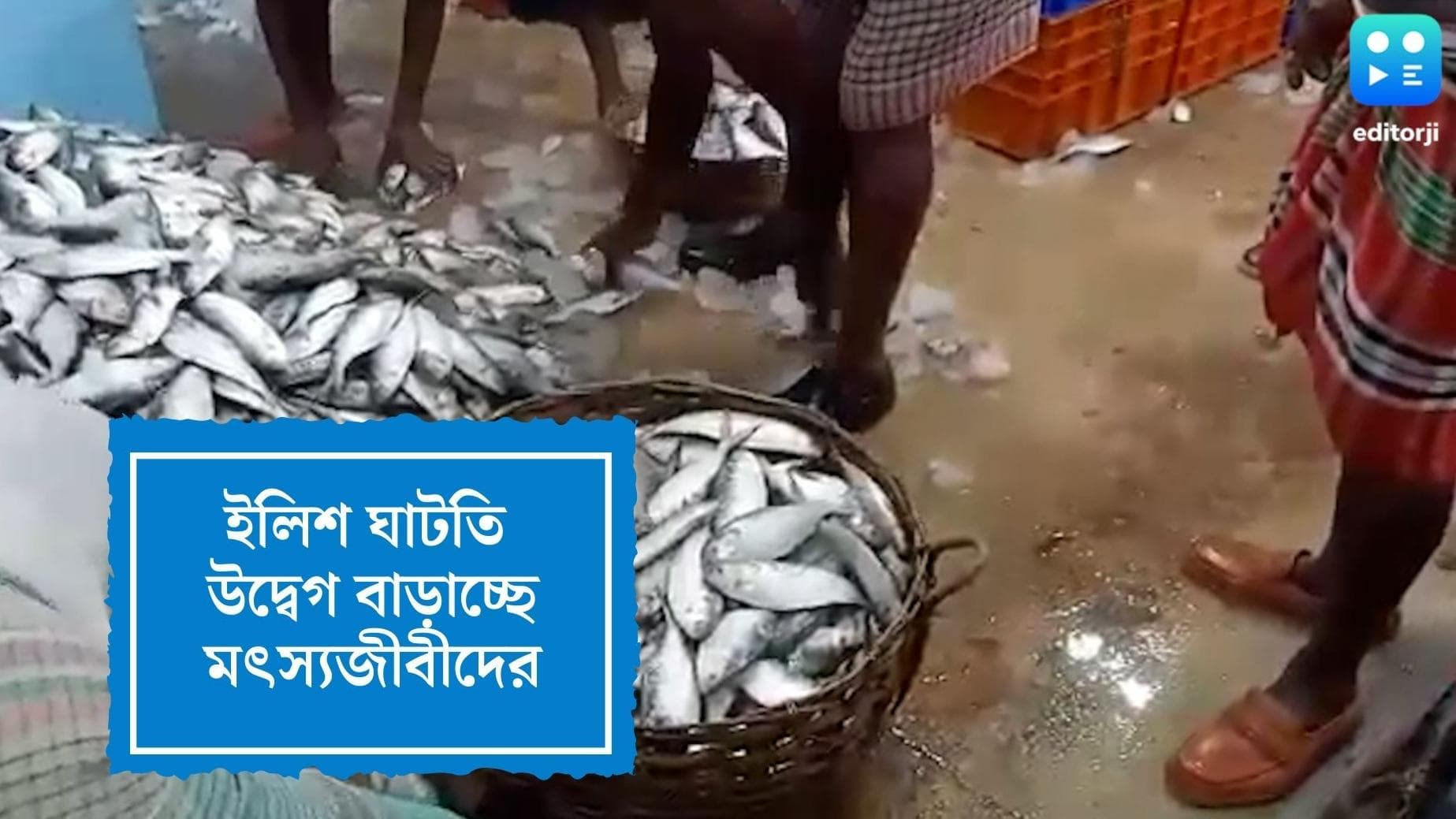 Hilsa Fish News: ভরা মরসুমেও জালে ওঠেনি পর্যাপ্ত ইলিশ, কবে পাতে পড়বে রূপোলি শস্য? অপেক্ষায় ইলিশপ্রেমীরা