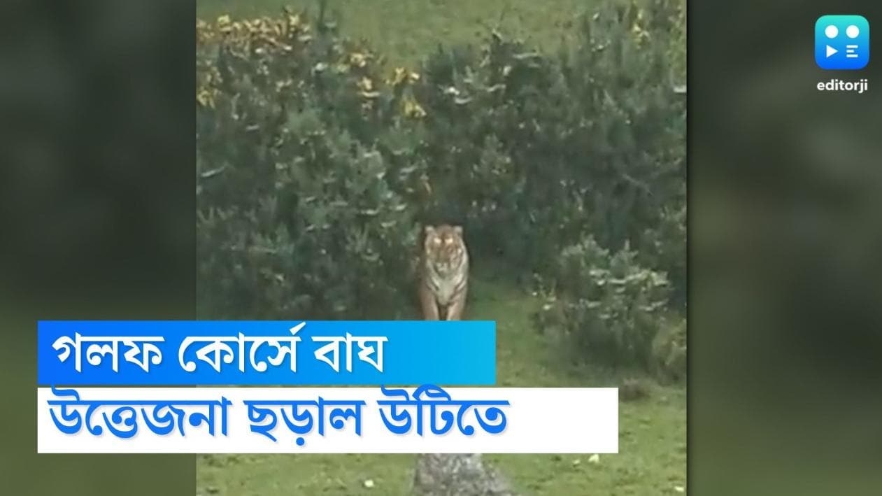 Tiger in Golf course: গলফ কোর্সের ঝোপ থেকে নিশ্চিন্তে বেরিয়ে আসছে বাঘ, ভিডিয়ো দেখে উত্তেজিত নেটিজেনরা