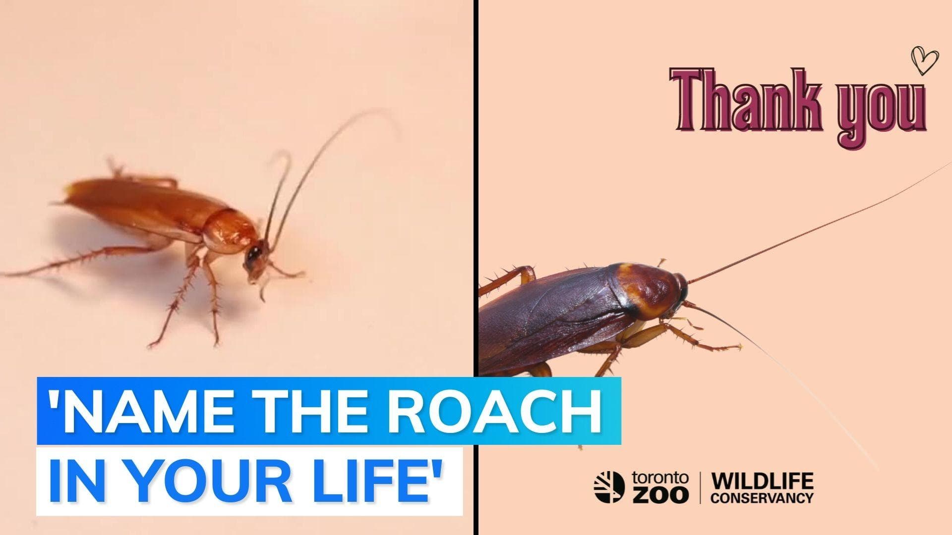 Trending: Canada zoo closes Valentine's special 'cockroach' contest after overwhelming response