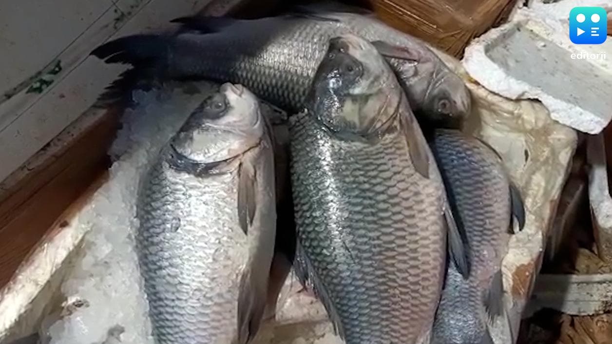 Fish Price Hike: লাগাতার জ্বালানি তেলের দামবৃদ্ধির প্রভাব বাঙালির মাছভাতে, পাইকারি বাজারে বাড়ল দাম  