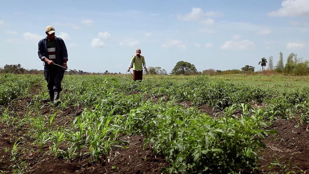 Haryana government targets 1 lakh acres for nano-urea spraying at half price