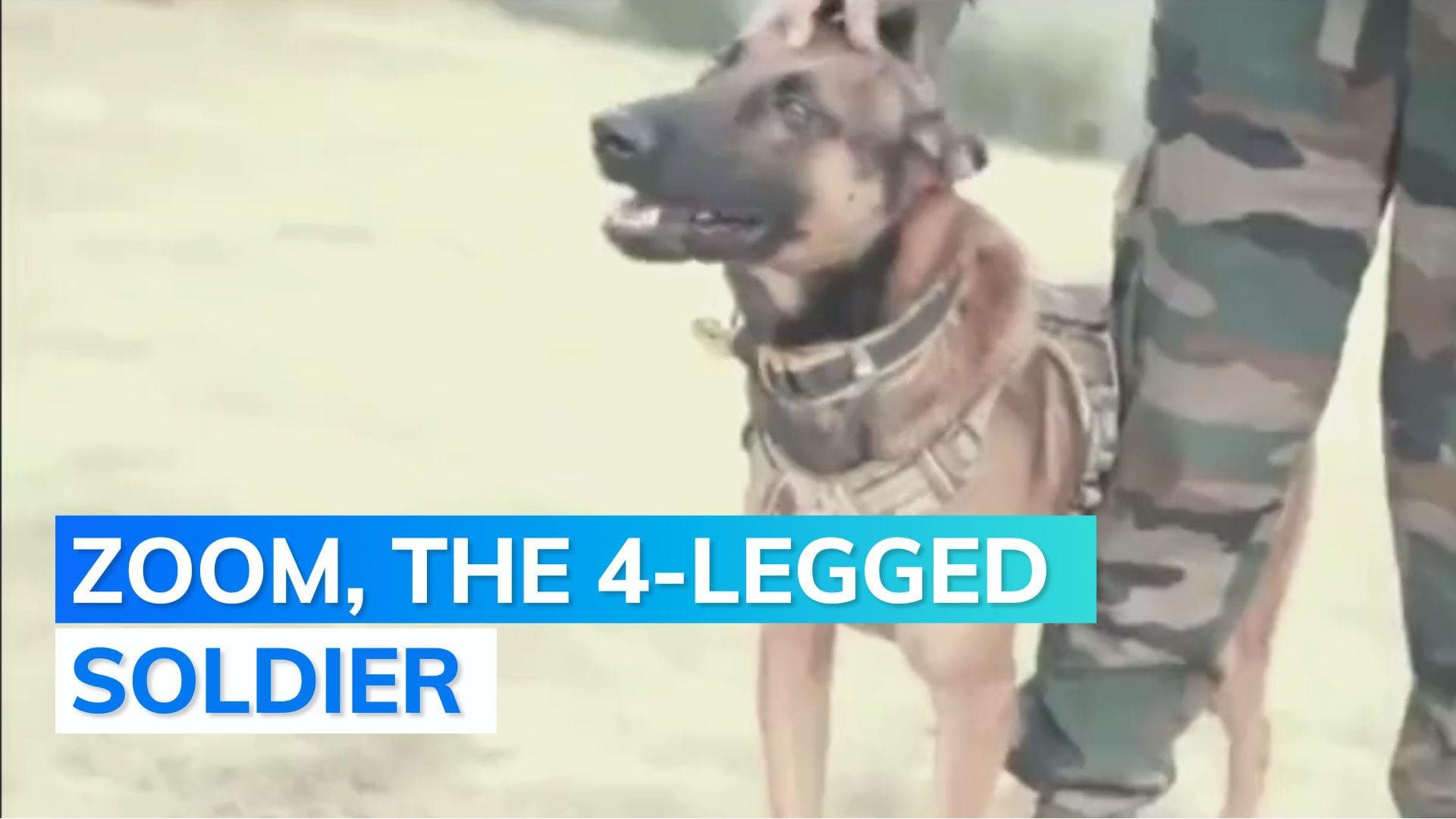 Army’s assault dog critically injured during encounter in South Kashmir