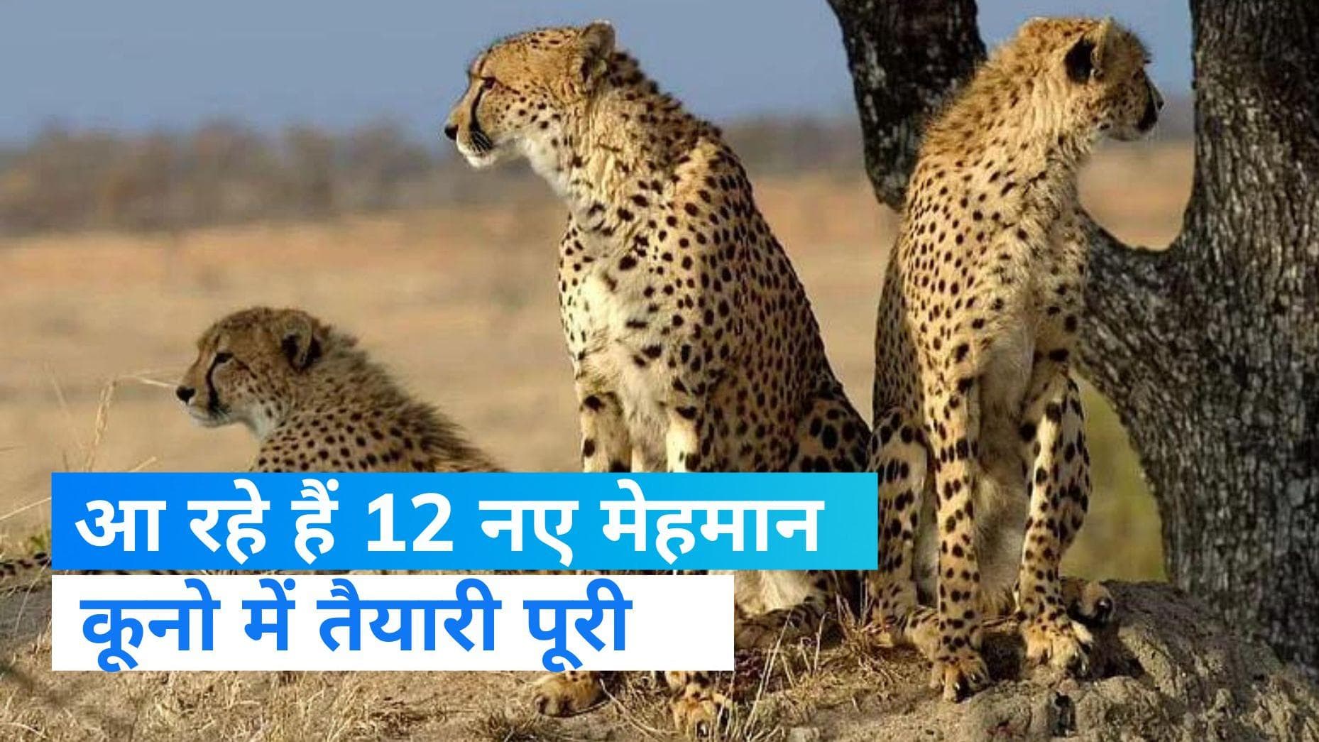 Kuno National Park: कूनो नेशनल पार्क में इसी महीने आएंगे 12 और चीते, तैयारियां पूरी 