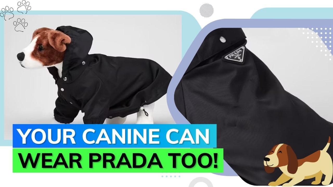 Now you can twin with your pet with Prada raincoats; here's how much it costs