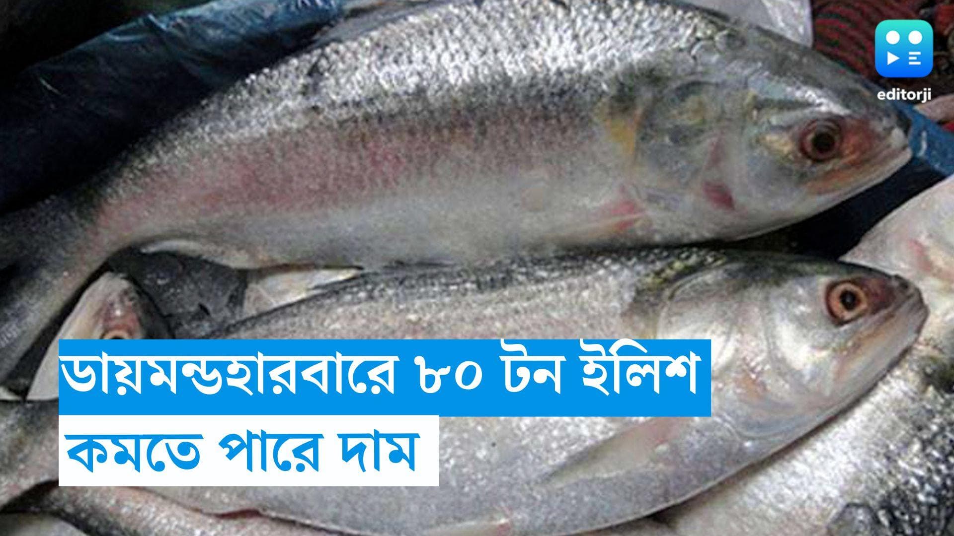 Hilsha Fish: ডায়মন্ডহারবারে উঠল ৮০ টন ইলিশ! কমতে পারে দাম