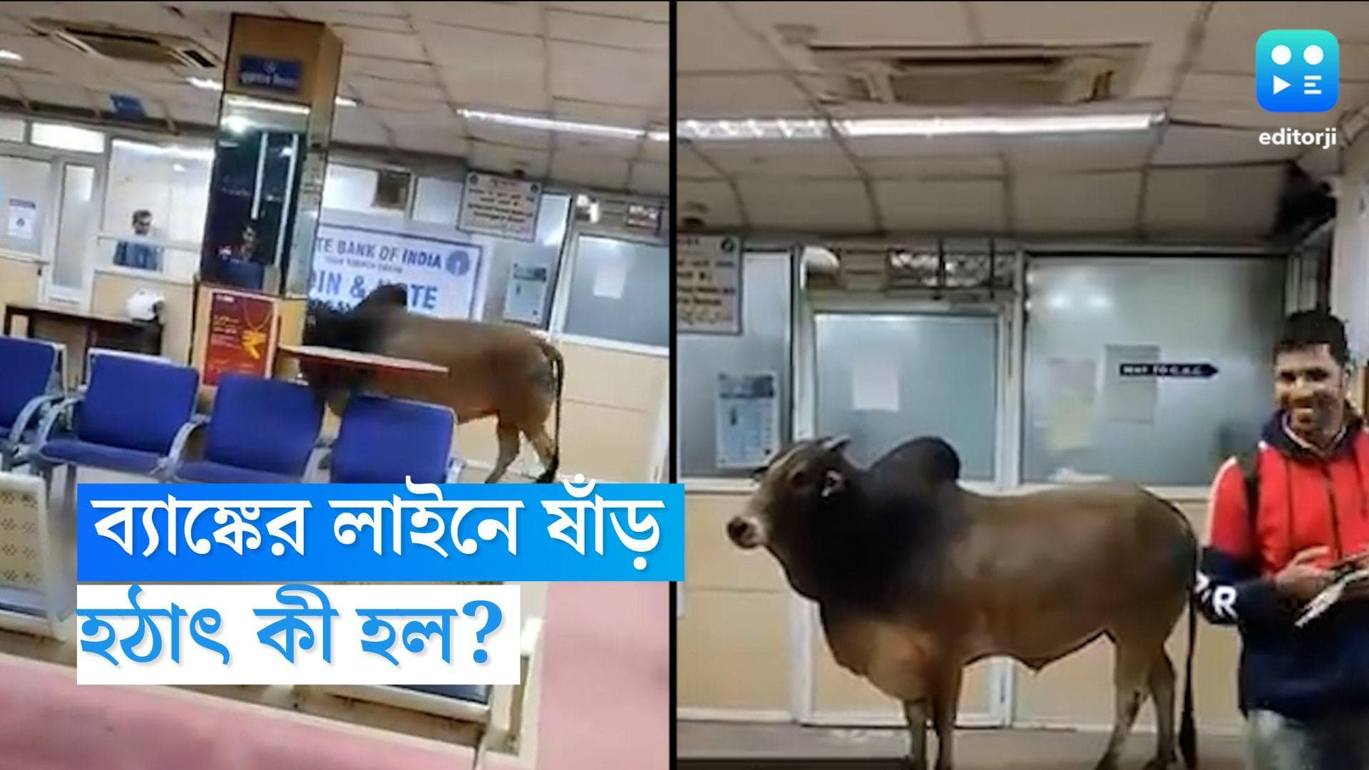 UP News: ব্যাঙ্কের লাইনে দাঁড়িয়েছে ষাঁড়! হাসির ঝড় সোশ্যাল মিডিয়ায়, দেখুন ভিডিও