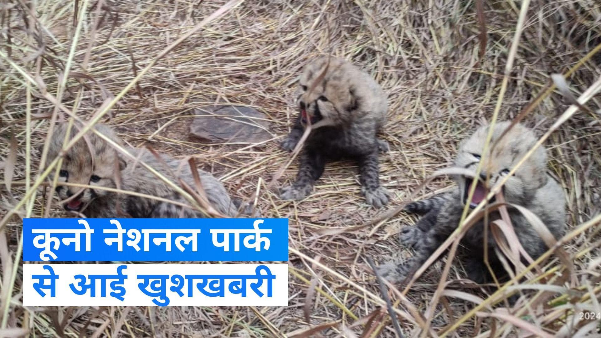 Kuno National Park में मादा चीता आशा ने दिया तीन शावकों को जन्म, सामने आया वीडियो