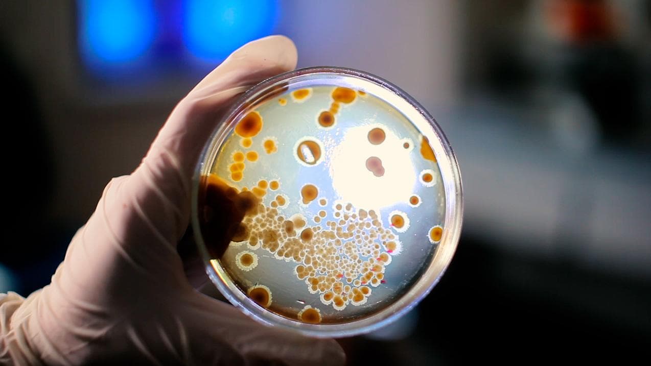 Oxford-led study: gene common in South Asians may double risk of Covid-19 death